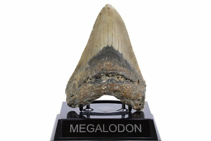 Serrated, Fossil Megalodon Tooth - North Carolina #345654